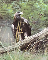 Birds fly lower—or not at all—when the air pressure drops.